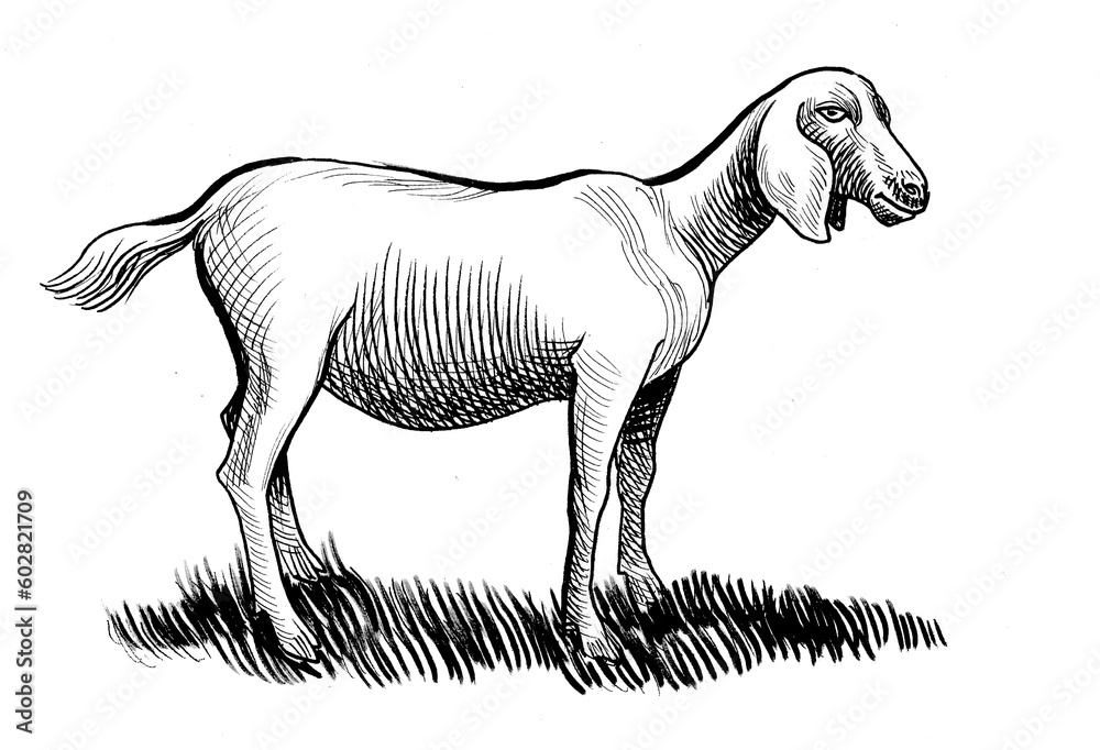 Sheep animal. Ink black and white drawing Sheep animal. Ink black and white drawing