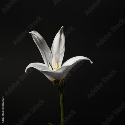 Single Lily against a solid black background 