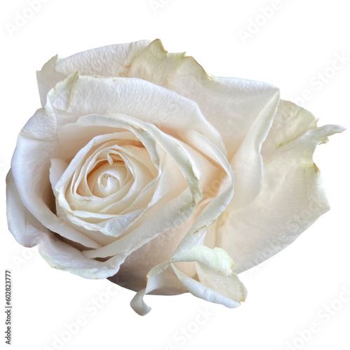  White rose of york