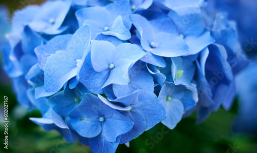 Blue hydrangeas blooming in the garden