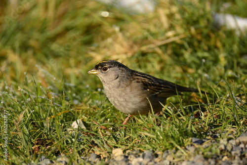 Golden-crowned Sparrow in the grass