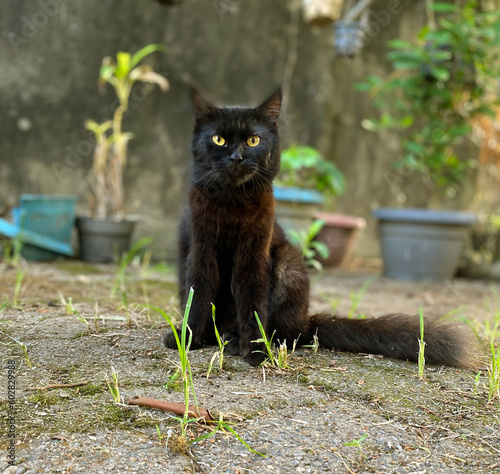 Black cat sitting on the backyard on paving blocks