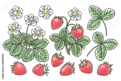 Set of hand-drawn strawberry vines, berries, flowers, and leaves