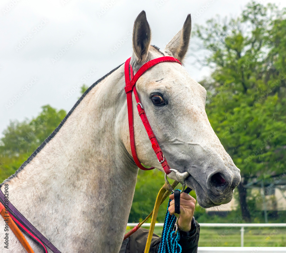 Portrait of akhalteke grey mare.