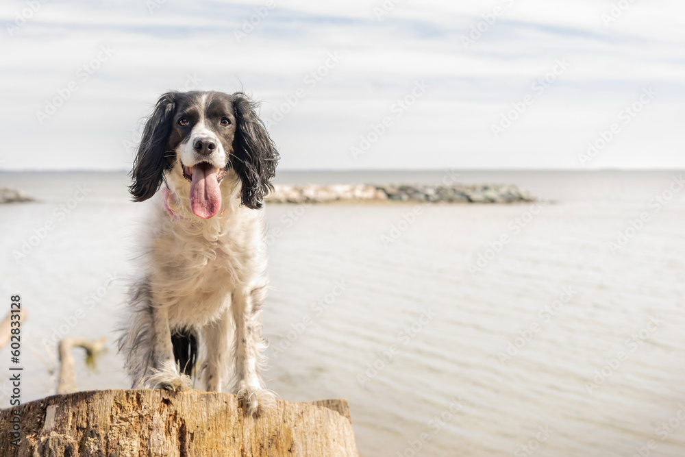 adorable springer spaniel with tongue out - beautiful black and white dog sitting on jetty near ocean on cold day
