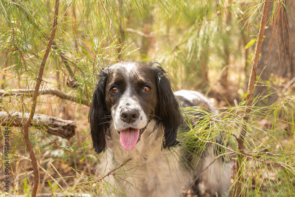 adorable springer spaniel in green spring woods - beautiful black and white dog sitting with pine needles
