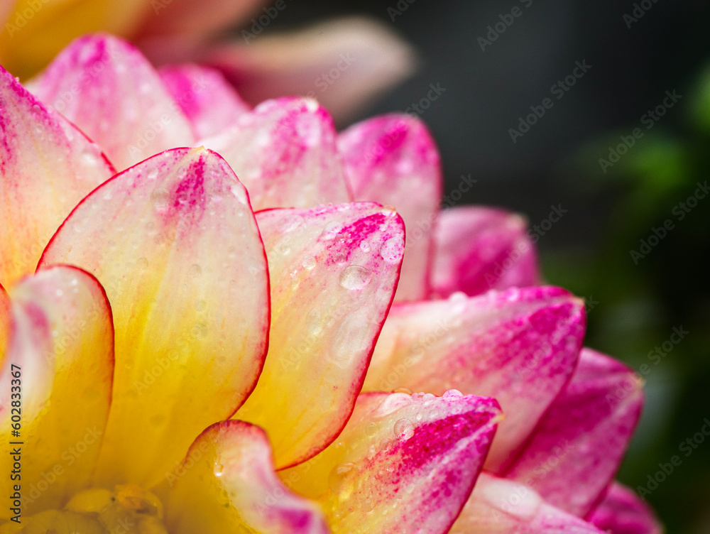 macro of pink and yellow dahlia flower petals with water droplets macro of pink and yellow dahlia flower petals with water droplets