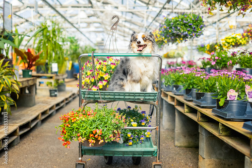 Fotografia beautiful blue eyed mini aussie sitting on shopping cart with hanging basket flo