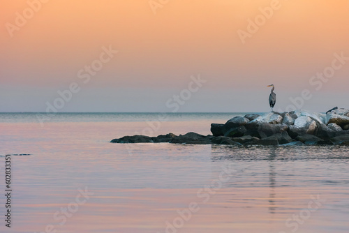 great blue heron looking over water at sunset sitting on jetty