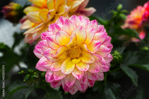 beautiful macro closeup of pink and yellow dahlia with water droplets