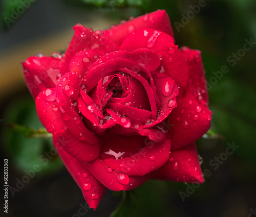 gorgeous blooming deep red magenta beautiful rose with water droplets