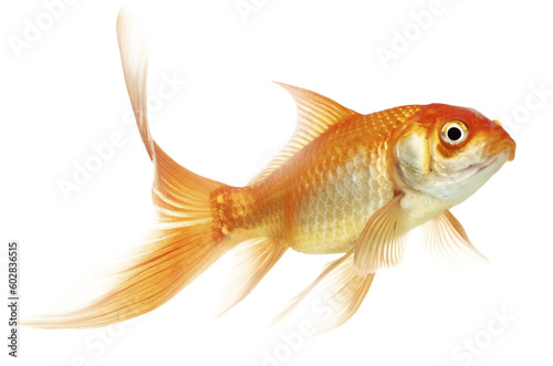 Foto Gold Fish Isolated On White,
CUTE FISH PICTURES FOR GRAPHIC FILE PNG