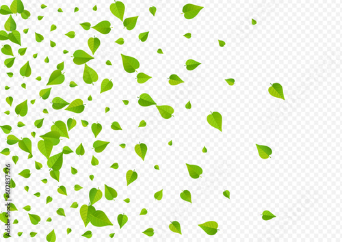 Mint Leaf Motion Vector Transparent Background