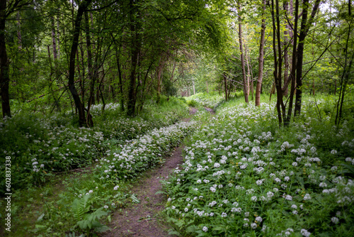 wood garlic in a riverside forest near the danube river in enns, upper austria