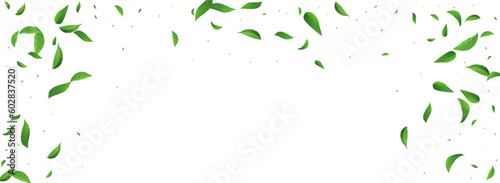 Swamp Leaves Blur Vector Panoramic White