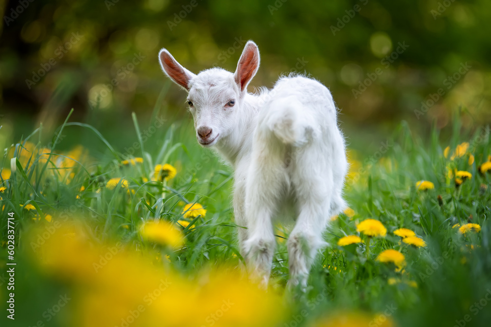 White baby goat standing on grass with yellow flowers