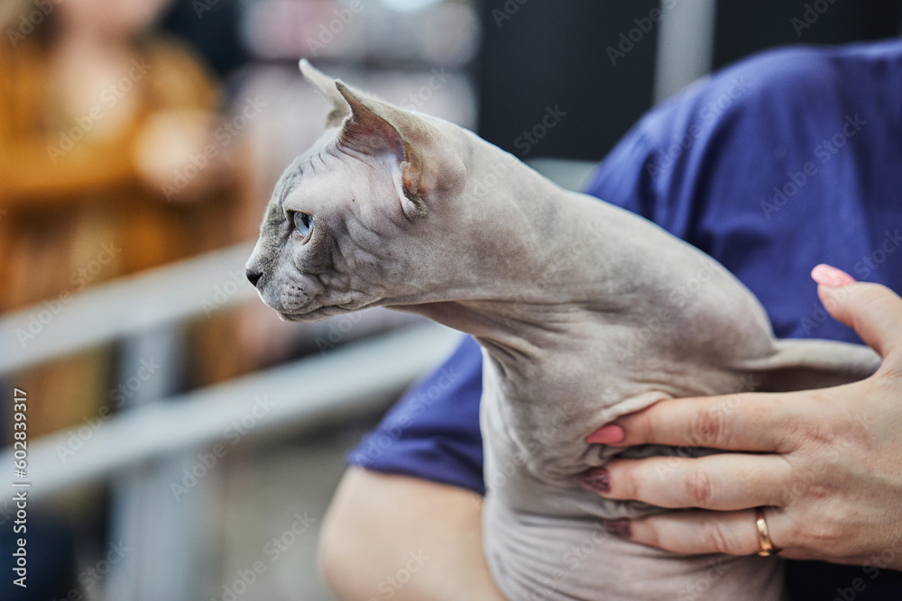 Sphynx is hairless cat with the behavior and character of dog