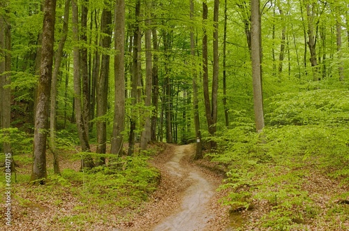 footpath in the green spring forest