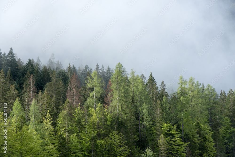 gli splendidi boschi in primavera con tante sfumature di verde, la bellezza dei boschi delle Dolomiti in primavera
