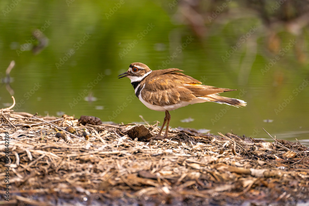 A killdeer (Charadrius vociferus) stands in shallow water.