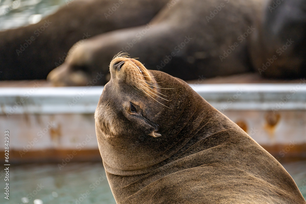 Naklejka premium Close-up of a sea lion. Wildlife photography.