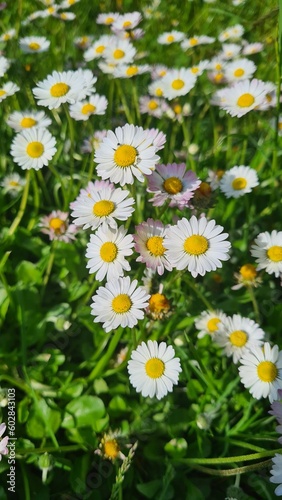daisies in a field