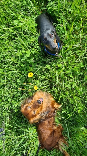 Two dogs