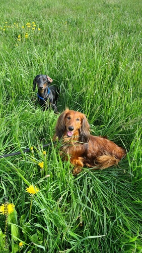 Two dogs on a meadow