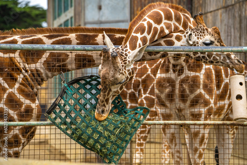 Giraffe eating leaves, San Francisco Zoo photo