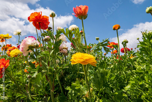 A field with multi-colored garden buttercups against a sky with clouds.