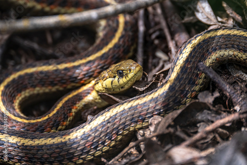 Close-up of Common Garter Snake (Thamnophis sirtalis) photo