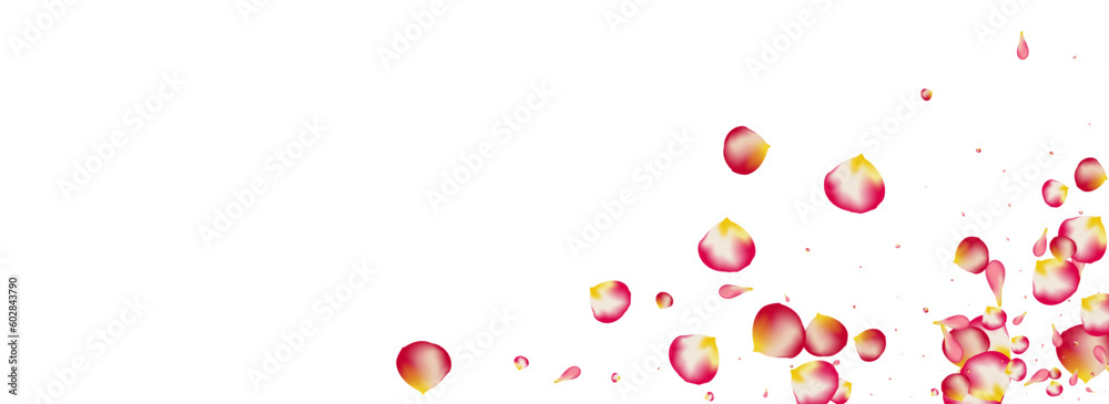 Delicate Rose Tender Vector Panoramic White