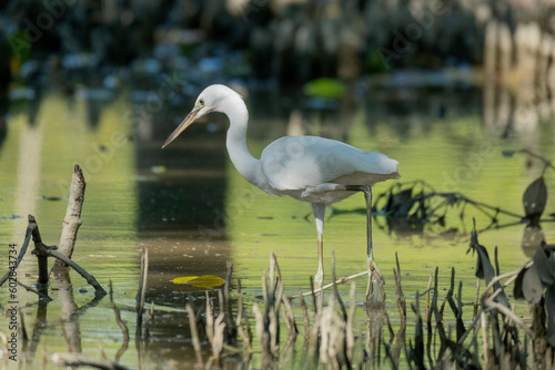 fishing technique of egret from the mangrove forest Sundarban bangladesh