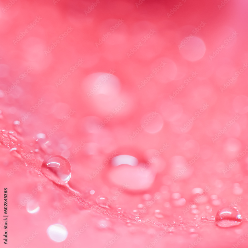 Background of pink rose petals with dew drops. Bokeh with light reflection. Macro blurred natural backdrop Background of pink rose petals with dew drops. Bokeh with light reflection. Macro blurred natural backdrop
