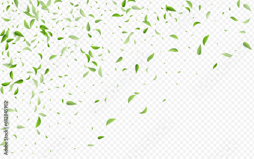 Olive Greens Nature Vector Transparent Background