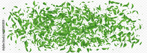 Swamp Leaves Forest Vector Panoramic Transparent