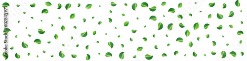 Green Leaves Tea Vector Panoramic White