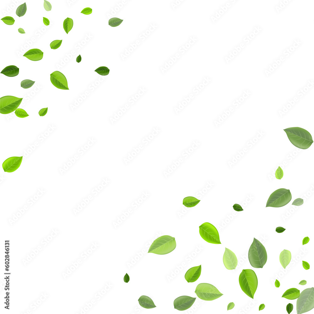 Lime Leaves Tea Vector Illustration. Falling