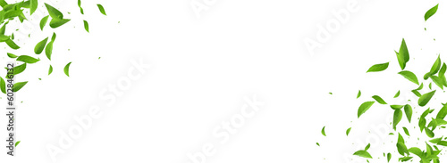 Wallpaper Mural Lime Foliage Herbal Vector Panoramic White Torontodigital.ca