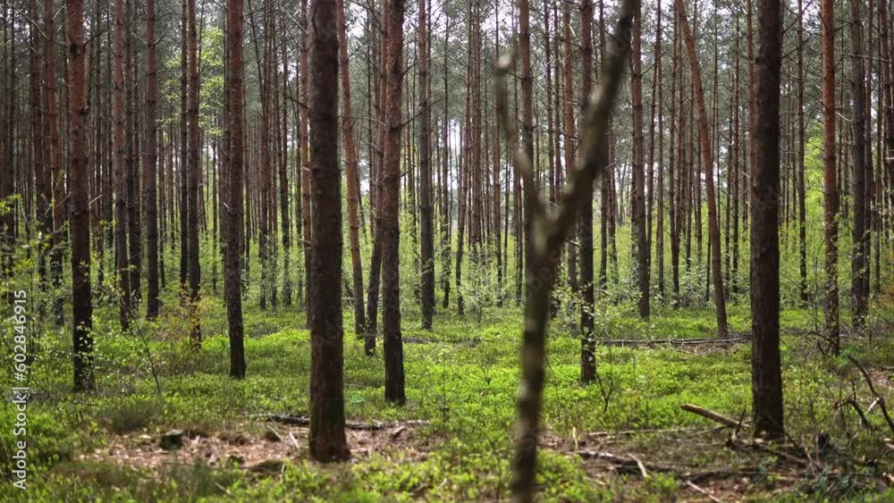  Spruce Spring Forest at Veluwe National Park, Netherlands - Person's POV Dolly Side Walking Though Passing Tree Trunks
