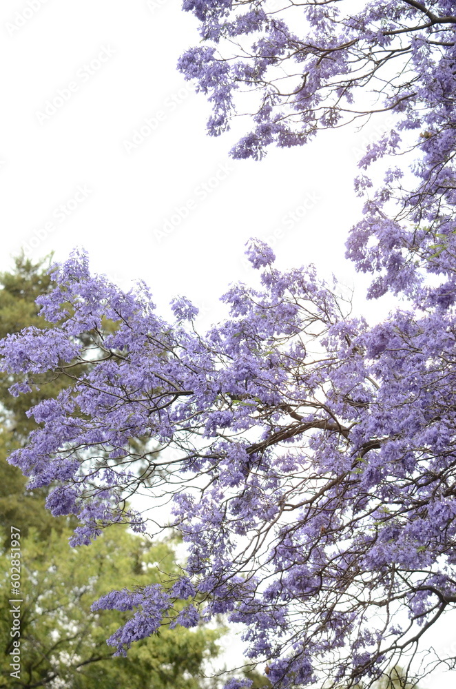 Trees and flowers in the park. Vegetation. Picture taken April 9th. Trees and flowers in the park. Vegetation. Picture taken April 9th.