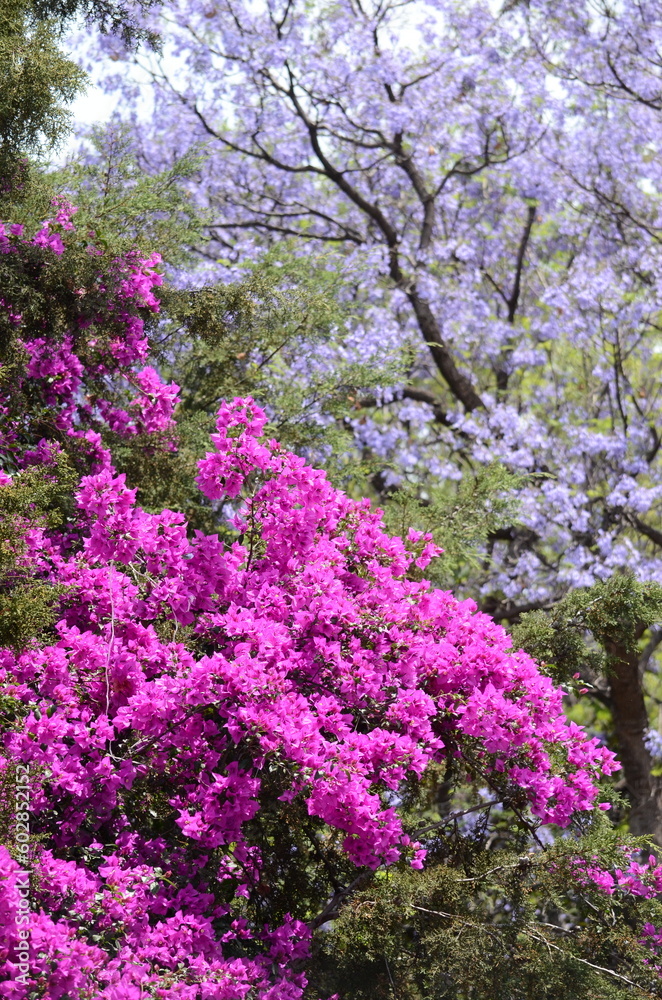 Trees and flowers in the park. Vegetation. Picture taken April 9th.