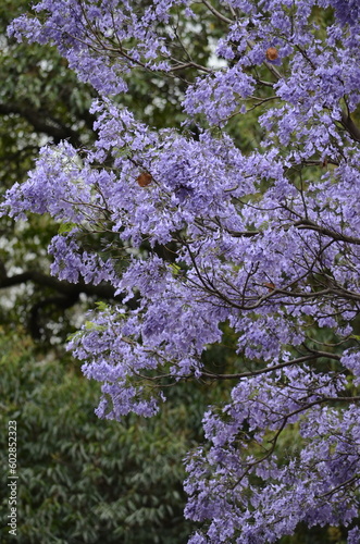 Trees and flowers in the park. Vegetation. Picture taken April 9th.