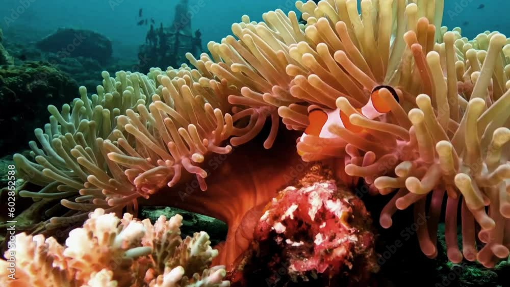 Two clownfish tend their eggs at the base of an anemone. The anemone fish are cleaning and aerating their babies. Two clownfish tend their eggs at the base of an anemone. The anemone fish are cleaning and aerating their babies.