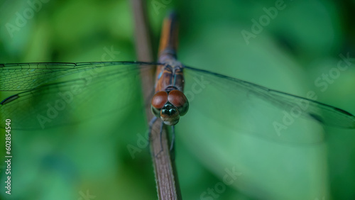 Blue Dasher or Brachydiplax Chalybea, Yellow dragonfly perching on branch with blurred background. photo