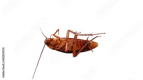 cockroach isolated on white © kuncron