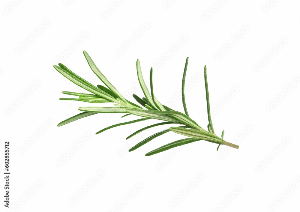 Fototapeta premium Sprig of fresh rosemary isolated on white