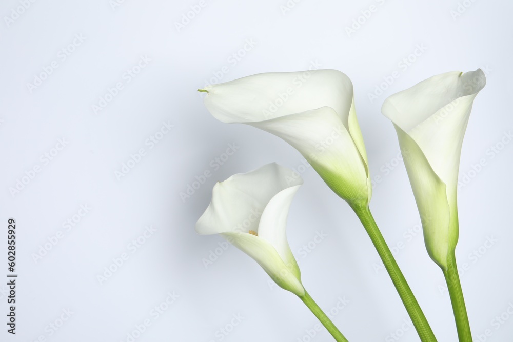 Beautiful calla lily flowers on white background. Space for text Beautiful calla lily flowers on white background. Space for text