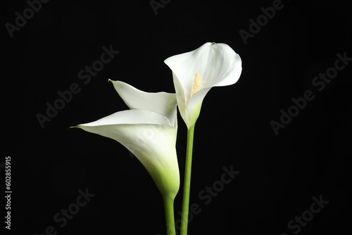 Beautiful calla lily flowers on black background