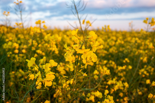 field of yellow rapeseed © Dirk